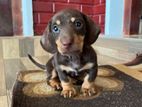 Dachshund Puppy