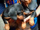 Dachshund Puppies