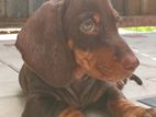Dachshund Puppies