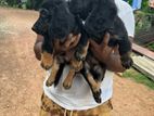 Dachshund