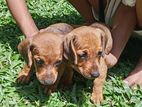 Dachshund Puppies