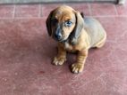 Dachshund Female Puppy