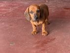Dachshund Dog