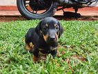 Dachshund Puppies
