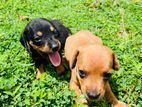 Dachshund Puppies