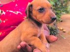 Dachshund Puppies