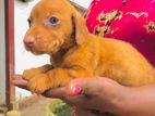 Dachshund