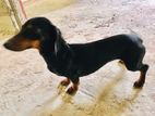 Dachshund
