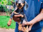 Dachshund Puppy