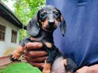 Dachshund Puppy