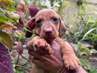 Dachshund Puppies