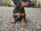 Dachshund Puppy