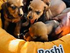 Dachshund Puppies