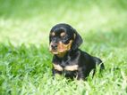 Dachshund Puppies