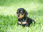 Dachshund Puppies