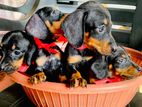 Dachshund Puppies