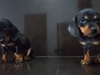 Dachshund Puppy