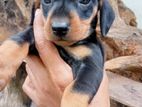Dachshund