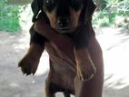 Dachshund Puppies