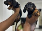 Dachshund Puppy