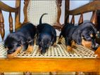 Dachshund Puppies