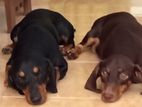 Dachshund Puppy