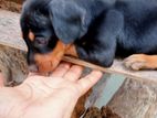 Dachshund