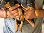 Dachshund