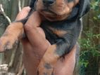 Dachshund Puppies