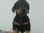 Dachshund Dog