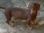 Dachshund Puppy