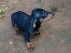 Dachshund Puppy