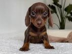 Dachshund Puppy