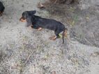 Dachshund