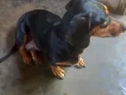 Dachshund Puppy