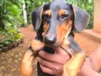 Dachshund Puppy