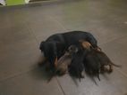 Dachshund Puppies