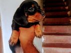 Dachshund Puppies