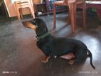 Dachshund Puppy