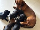 Dachshund Puppies