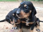 Dachshund Puppy