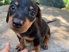 Dachshund Puppies