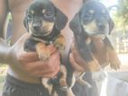 Dachshund Puppies