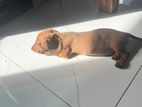 Dachshund Puppy