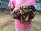 Dachshund Puppies