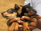 Dachshund Puppies