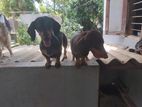 Dachshund Puppies