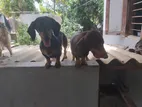 Dachshund Puppies