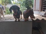 Dachshund Puppies