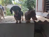 Dachshund Puppies